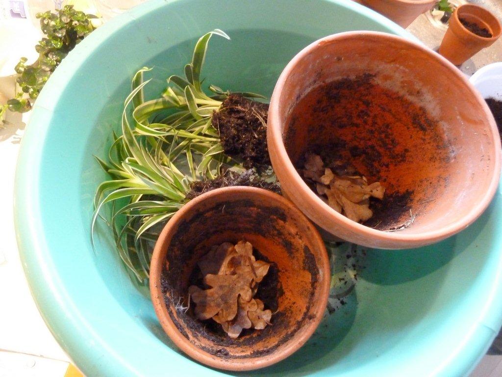 Foderplanter fra Føtex - Jeg har selv lavet stiklinger i dag. Først tager jeg planten ud af potten og brækker den forsigtigt over på langs.  billede 4