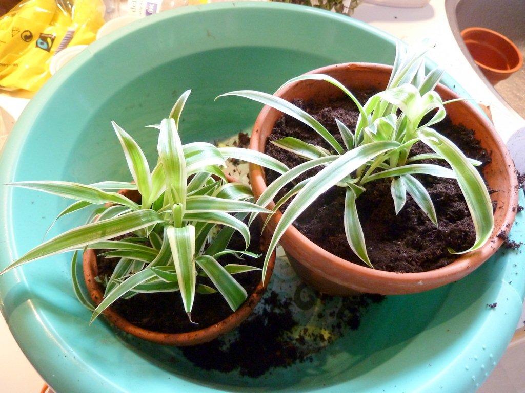 Foderplanter fra Føtex - Derefter kommer de to dele af planten ned i en potte hver med blomstermuld. 
 billede 5