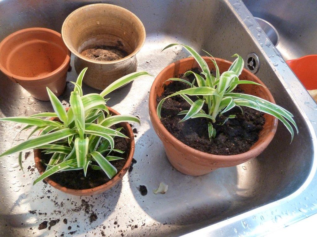 Foderplanter fra Føtex - Til sidst gennemvæder jeg al jorden i potten med rindende vand indtil vandet begynder at løbe ud i bunden af potten. 
 billede 6