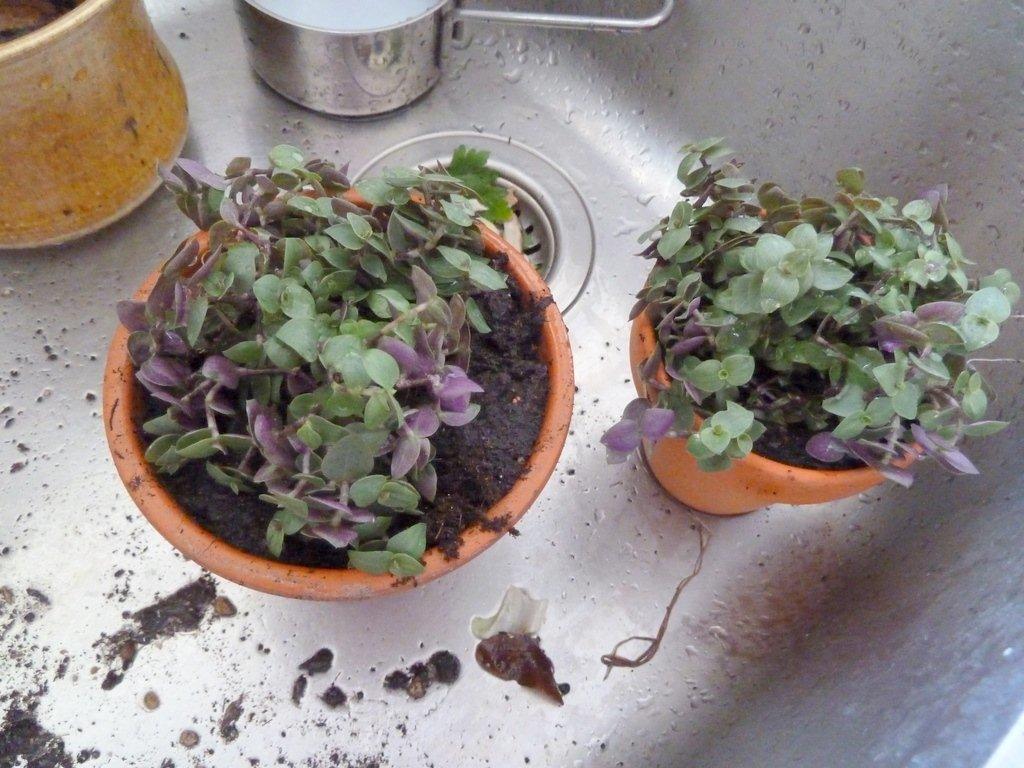 Foderplanter fra Føtex - Og samme procedure med kallisiaen. billede 7