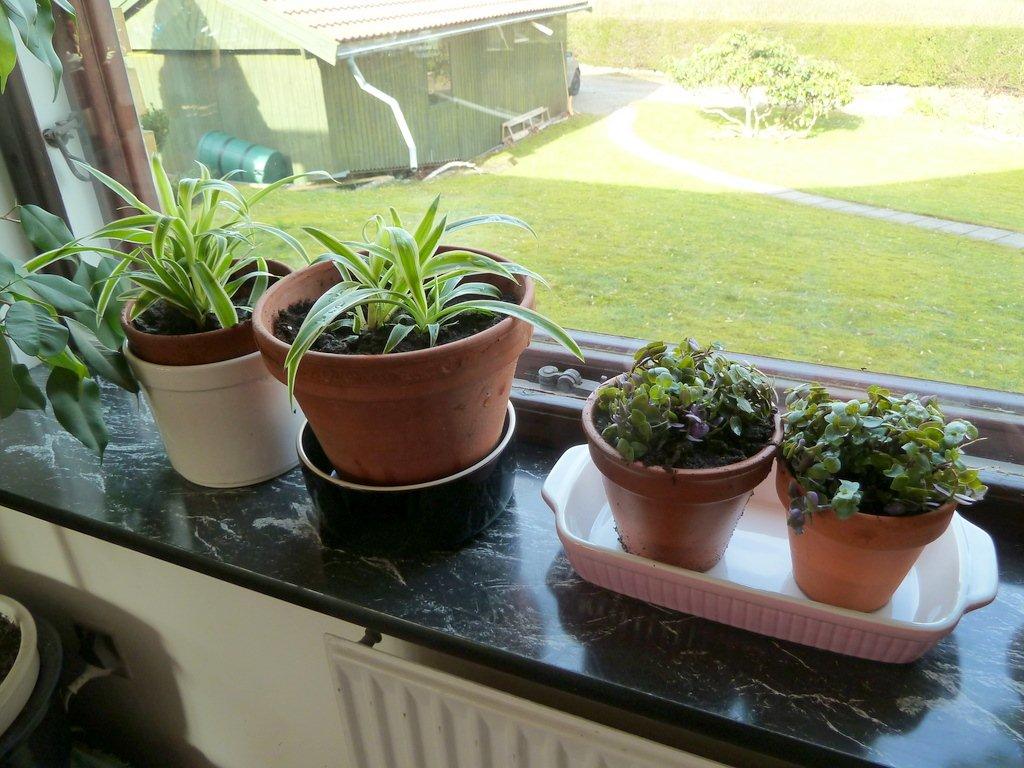 Foderplanter fra Føtex - Potterne stilles i en vindueskarm hvor der ikke er direkte sol. Og så er det bare at vente på at de begynder at brede sig, så har man straks langt mere lækkert foder helt uden omkostninger :)

Mine marsvin fik en smagsprøve i dag fra begge planter – og de var meget begejstrede! 
 billede 8