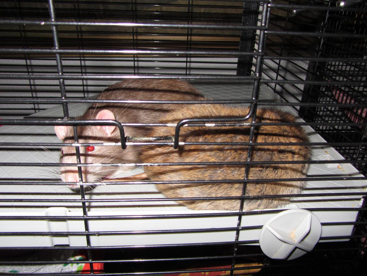 Mine 3 smukke drenge - Her i dag fik drengene sig jo så et rent bur med rene køjer i og hvor skal man så lille og putte jo på en af de hylder som der også var sat ind i buret. Meget logisk må jeg sige, ja det syntes Trampe Trold og Cooper helt sikkert at det var. billede 1