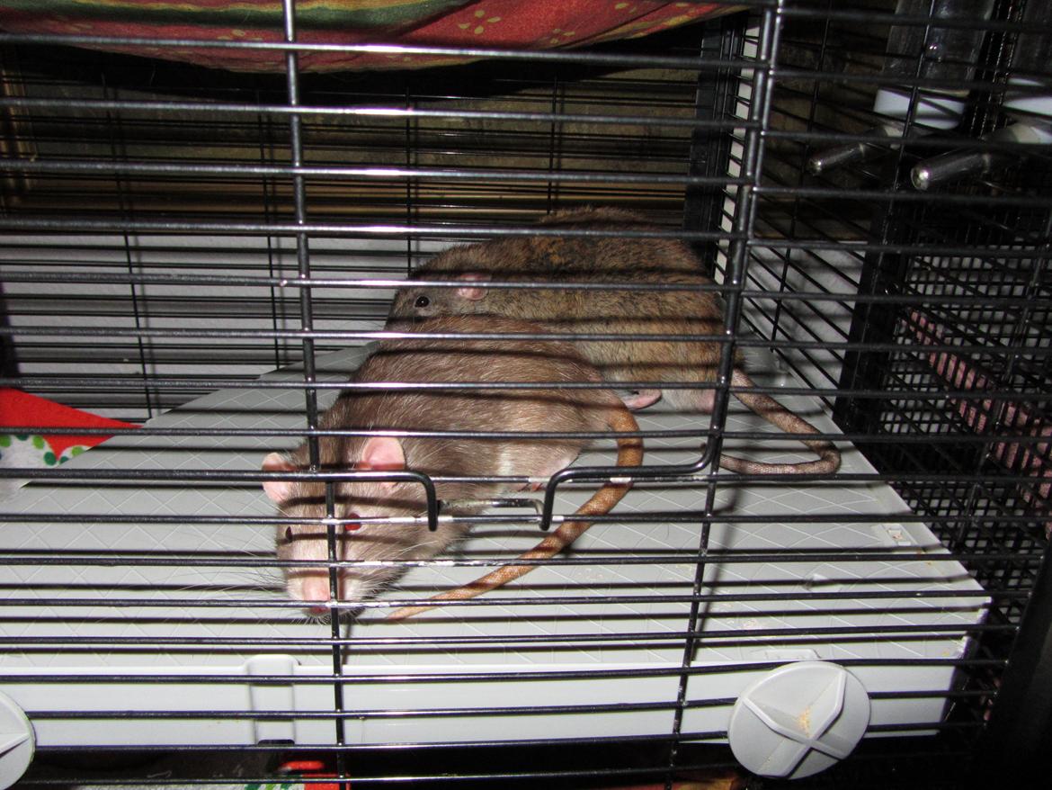 Mine 3 smukke drenge billede 2