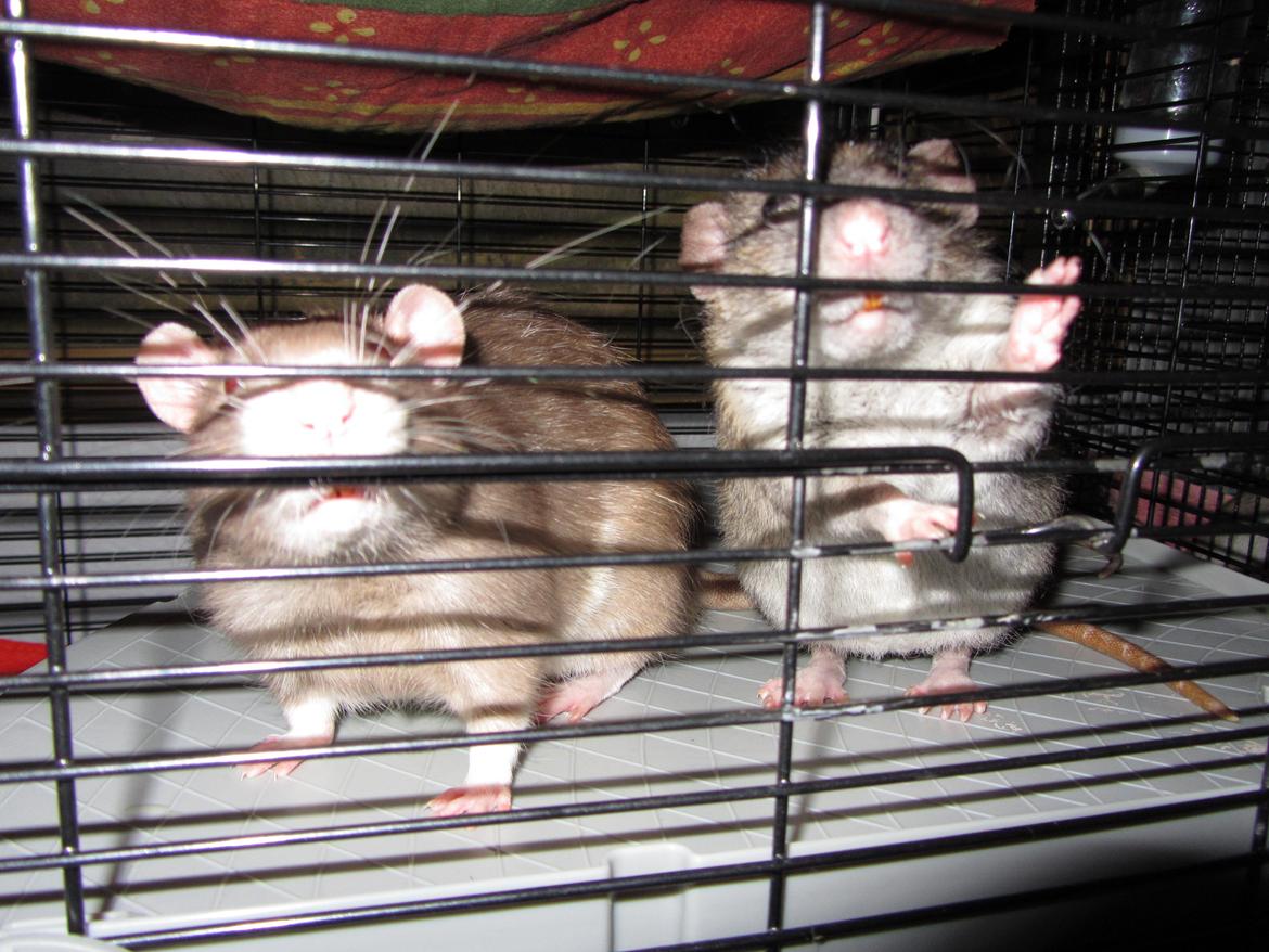 Mine 3 smukke drenge - Og man kan jo nærmest se dem sige på det her billede, mor hvordan kan du dog finde på at forstyre os sådan med at tage billeder af os, når vi nu lige lå så godt og sov. billede 3