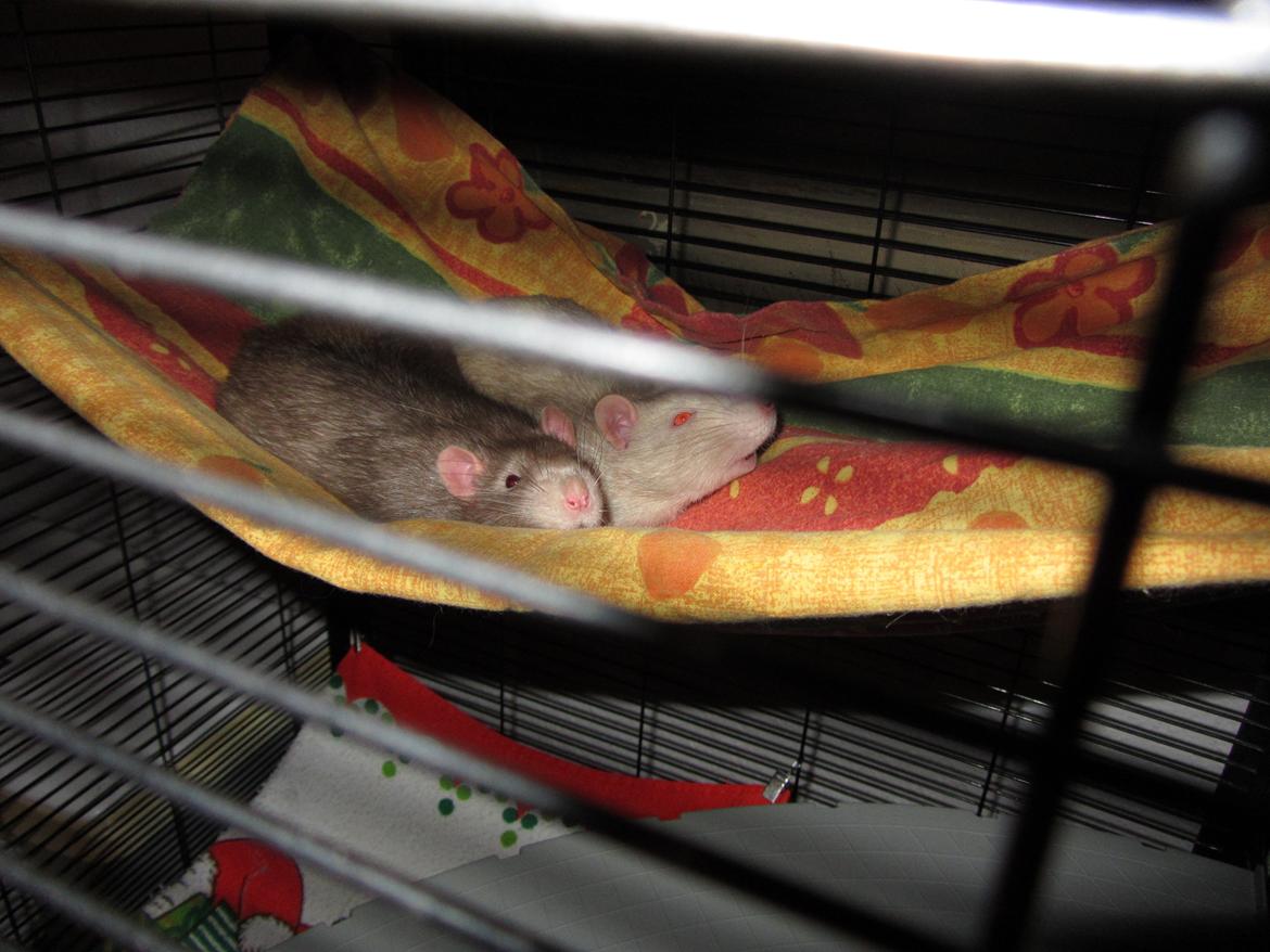 Mine 3 smukke drenge - Sener på aftenen havde Trampe Trold og Ezo dog lagt sig til ratte i en af hængekøjerne i stedet for. billede 4