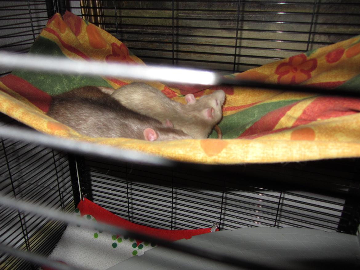 Mine 3 smukke drenge billede 5