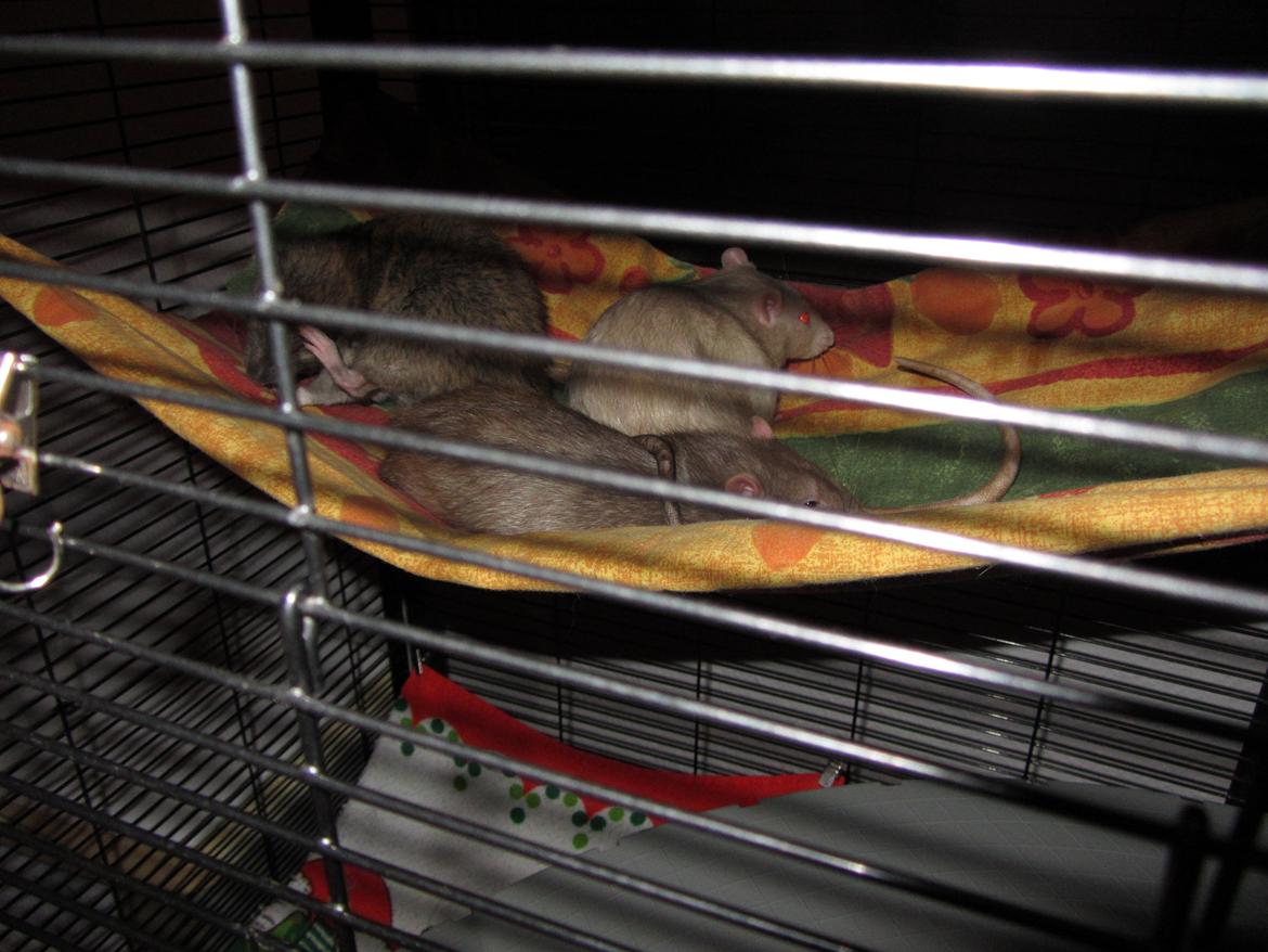 Mine 3 smukke drenge - Ja og så skulle Cooper da også lige være med i hængekøjen. billede 6