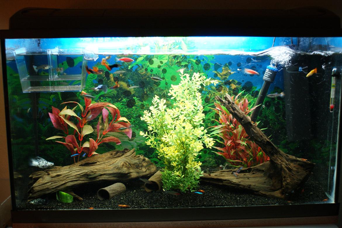 Mine akvarier + fisk - Mit 120L akvarie. billede 12