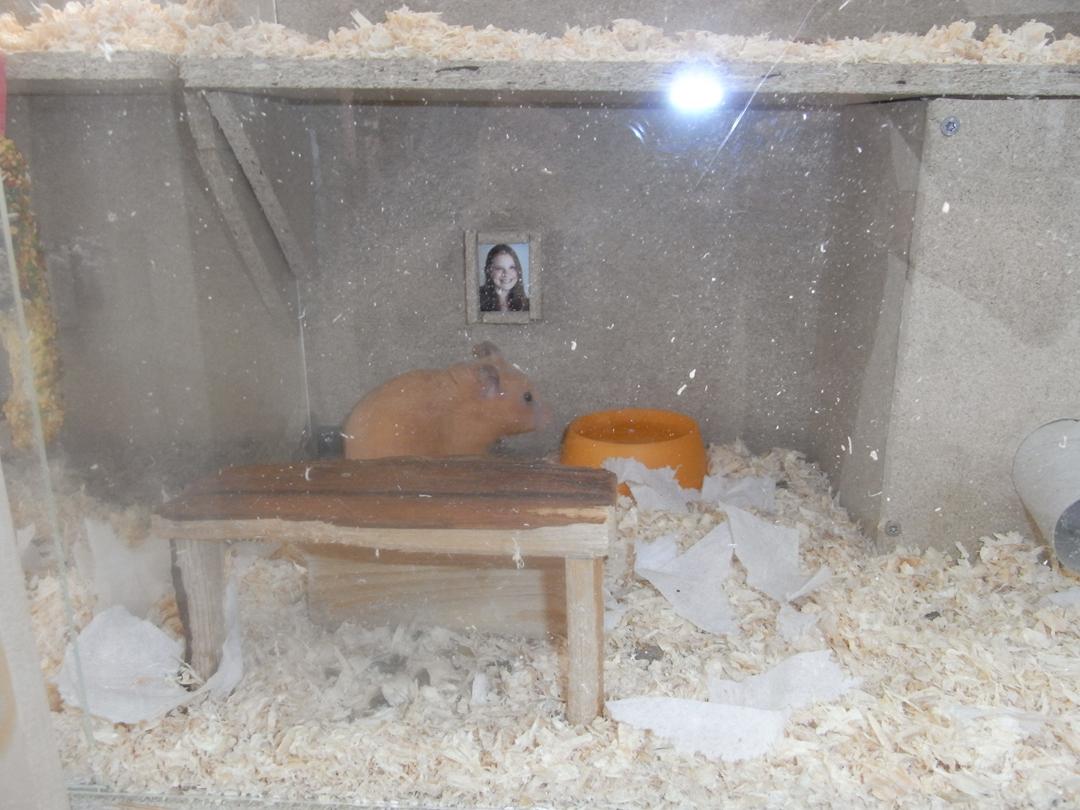 spurv tro opdragelse Mit hjemmelavede hamsterbur :) - Hamster - Uploadet af Malene M