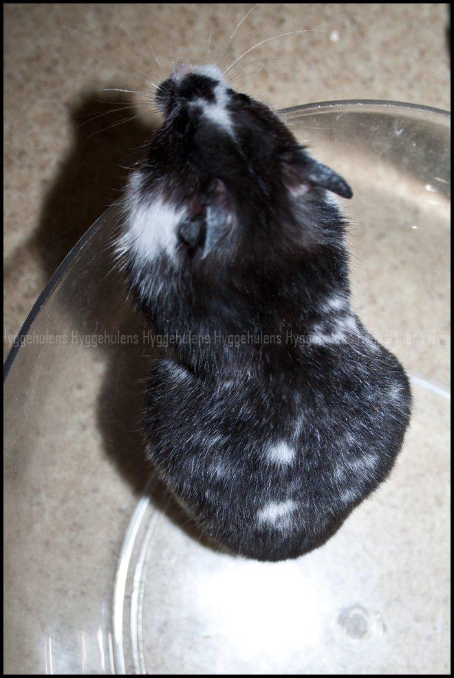 Hamster C-Kuld - Lidt tyk skal man da være, når man har en masse unger i maven! :P billede 1