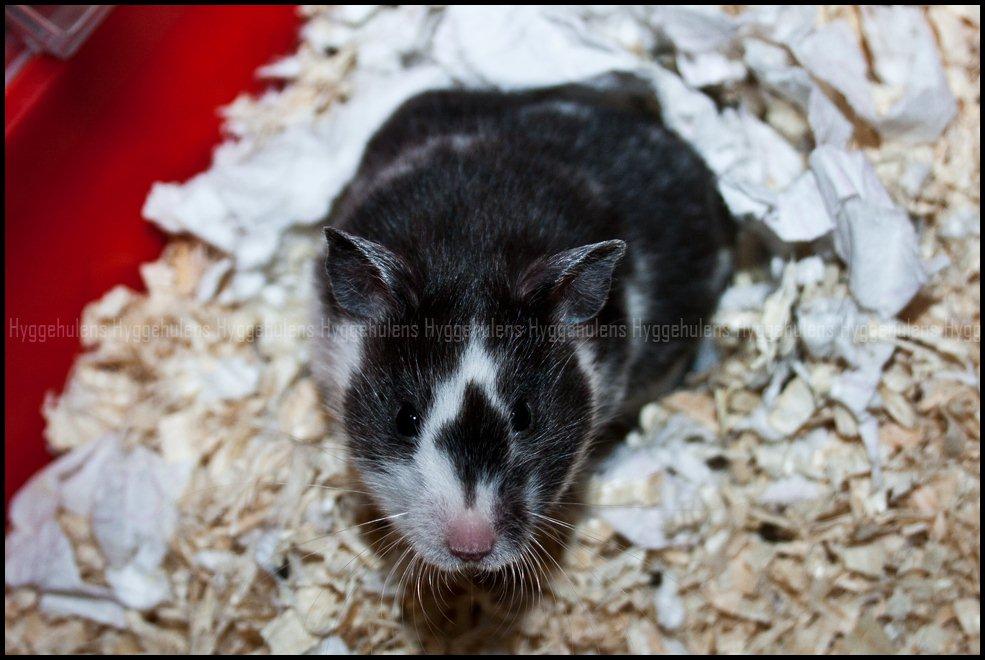 Hamster C-Kuld - "Hej mor, hvad vil du?" billede 2