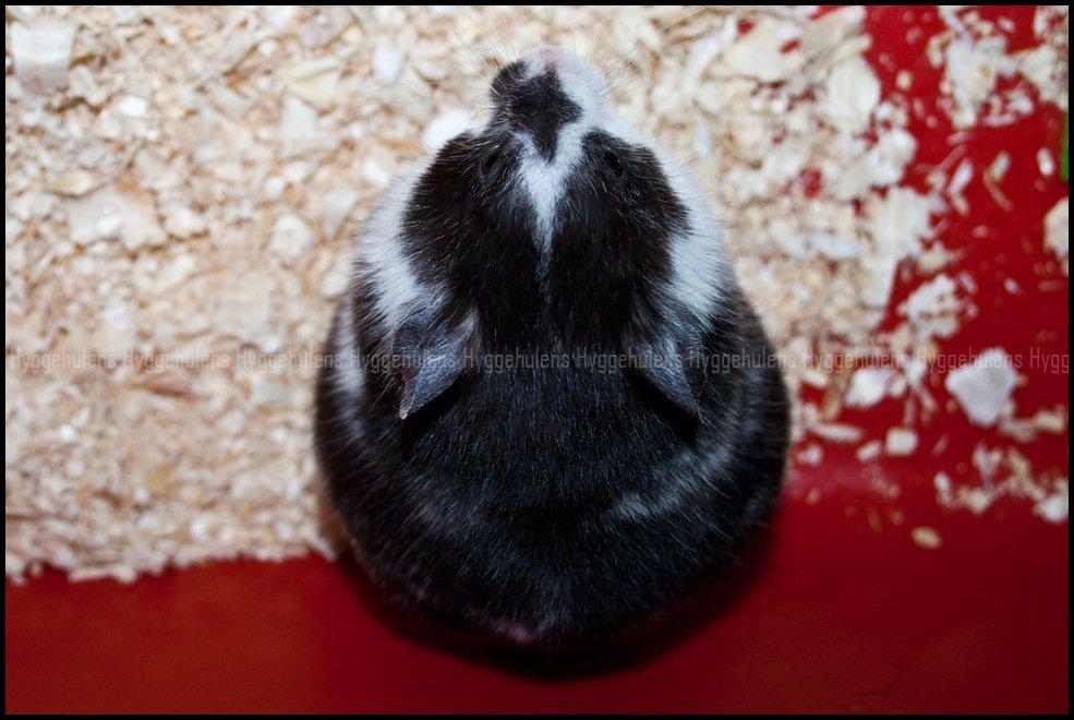 Hamster C-Kuld - Så sidder man lige og ligner en prop :D billede 3