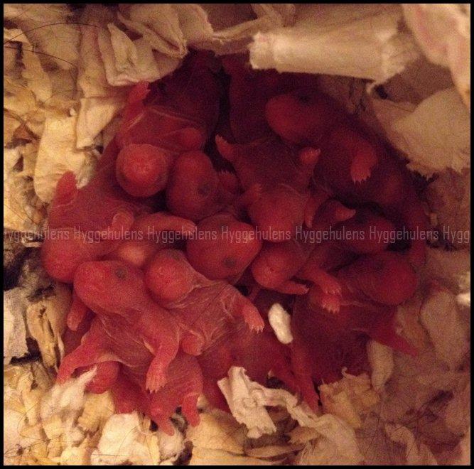 Hamster C-Kuld - Så er der 12 små rejer i reden (så vidt jeg kan se). Nu håber jeg bare at hun kan klare dem allesammen, og ikke spiser nogen :) billede 4