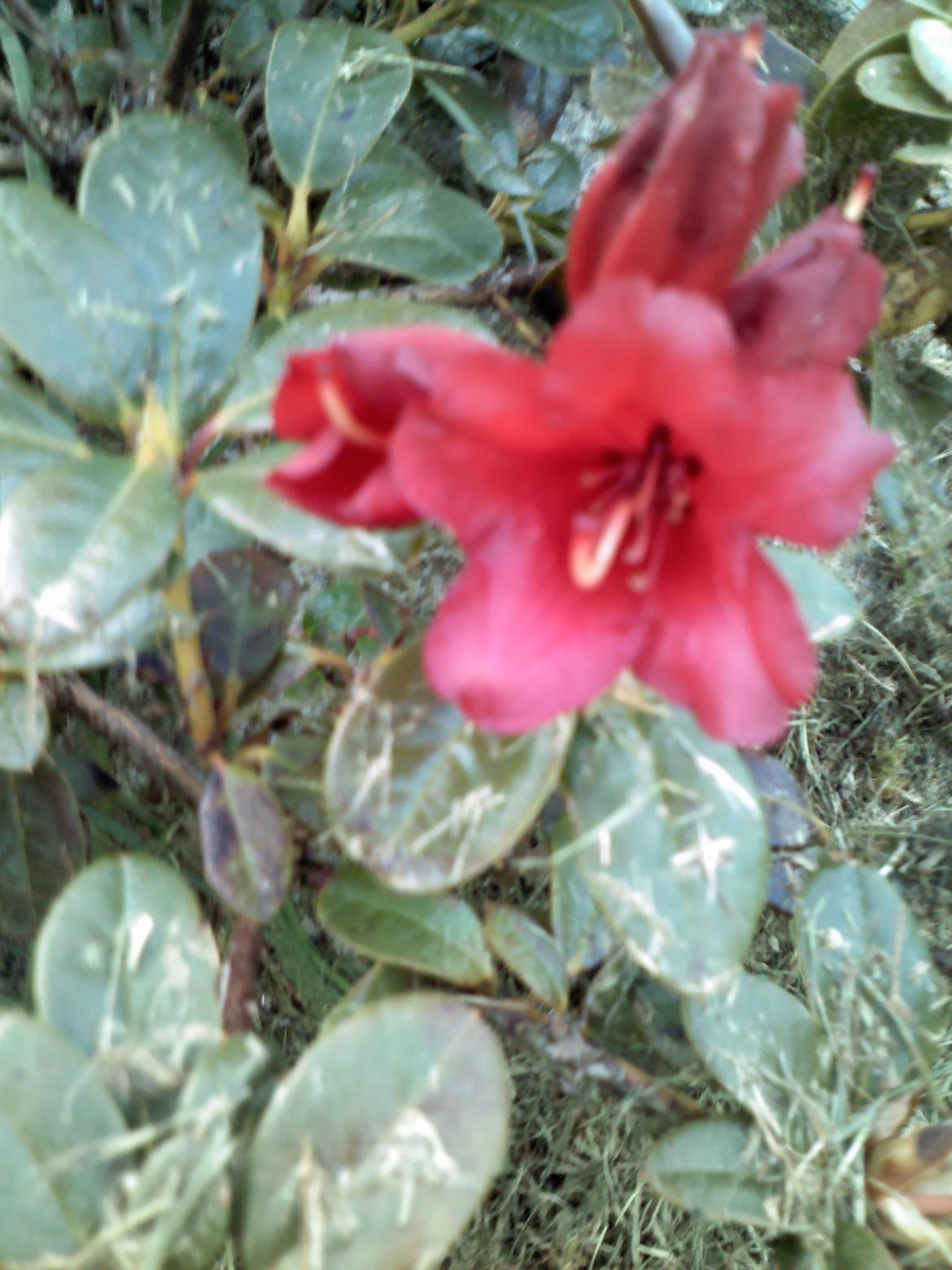 natur billeder billede 3