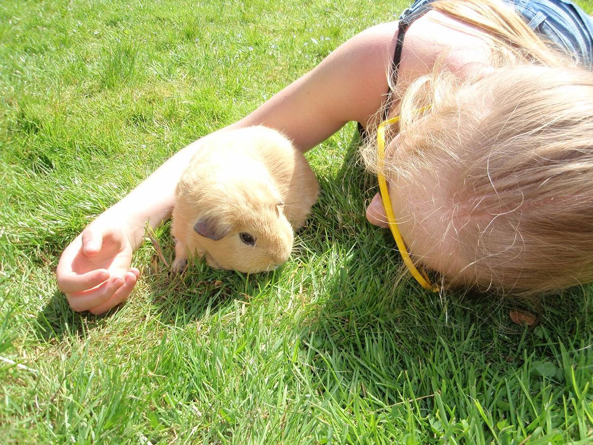 Sol sommer og godt græs <3 billede 2