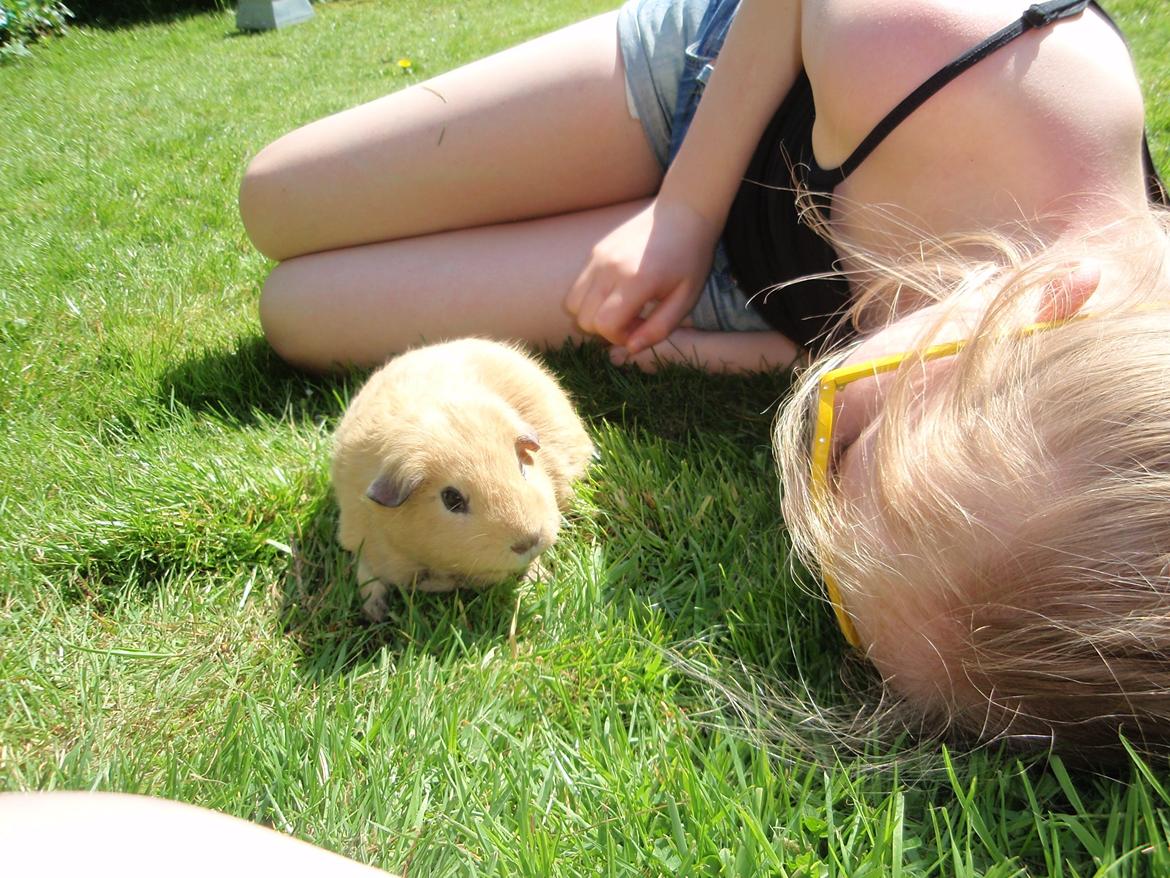 Sol sommer og godt græs <3 billede 5