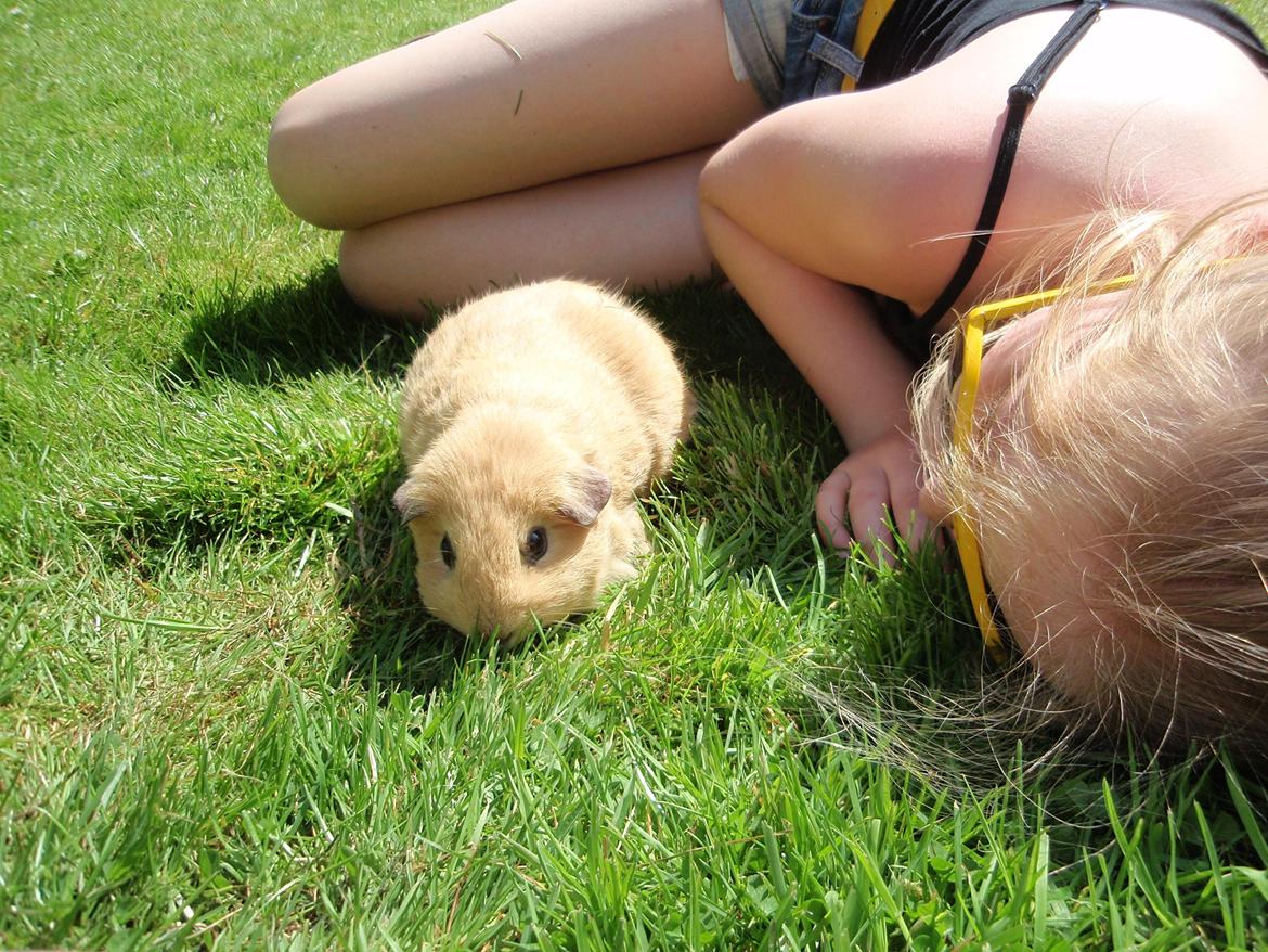 Sol sommer og godt græs <3 billede 6