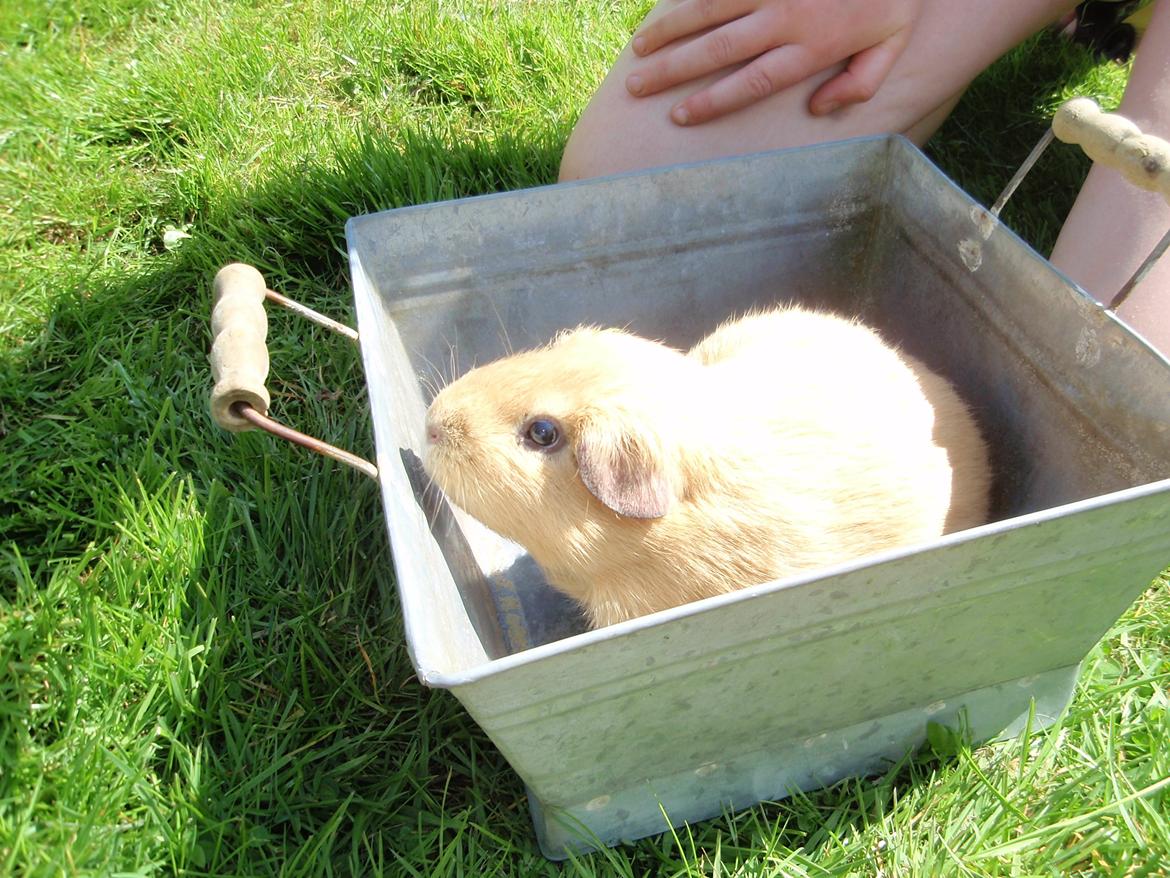 Sol sommer og godt græs <3 billede 7