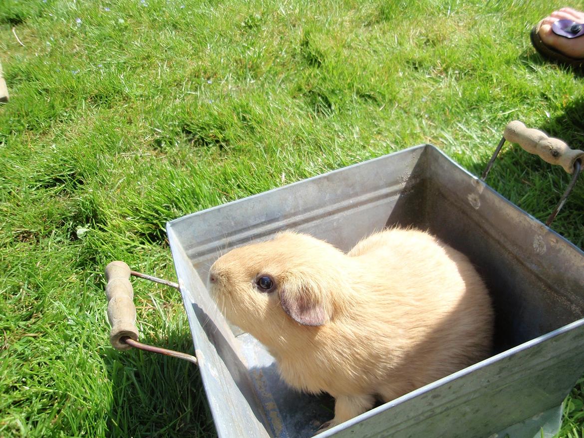 Sol sommer og godt græs <3 billede 8