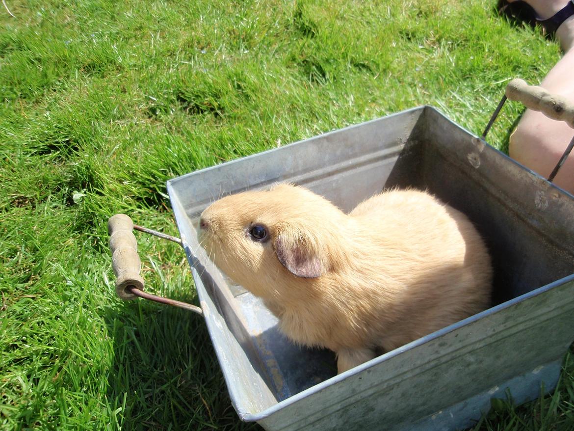 Sol sommer og godt græs <3 billede 9