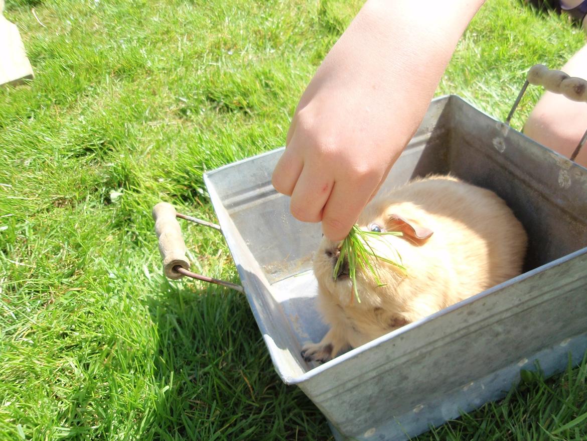 Sol sommer og godt græs <3 billede 10