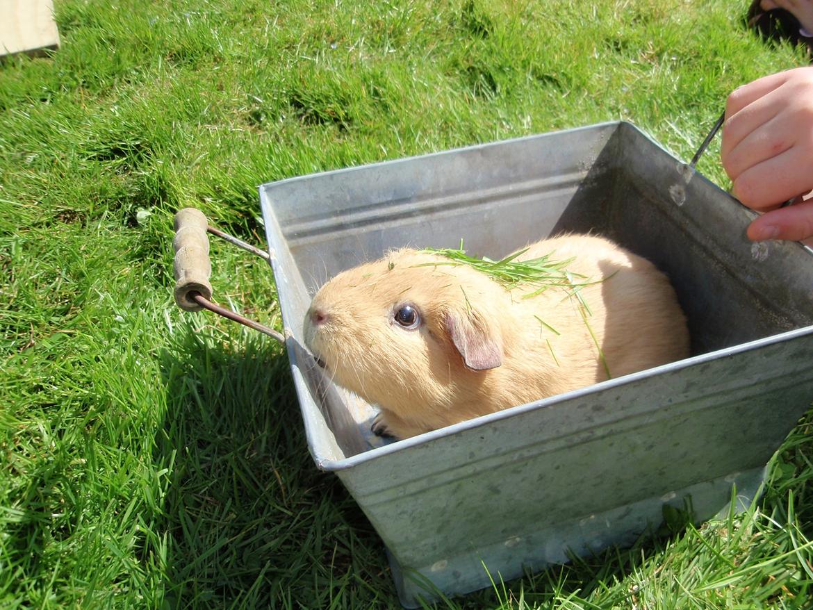 Sol sommer og godt græs <3 billede 11