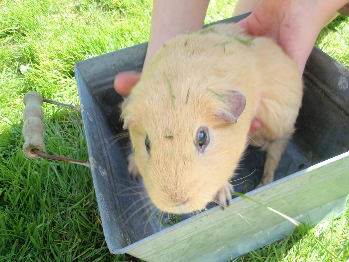 Sol sommer og godt græs <3 billede 12