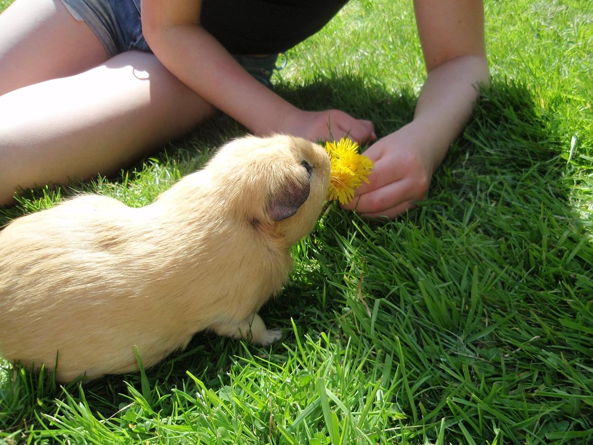Sol sommer og godt græs <3 billede 13