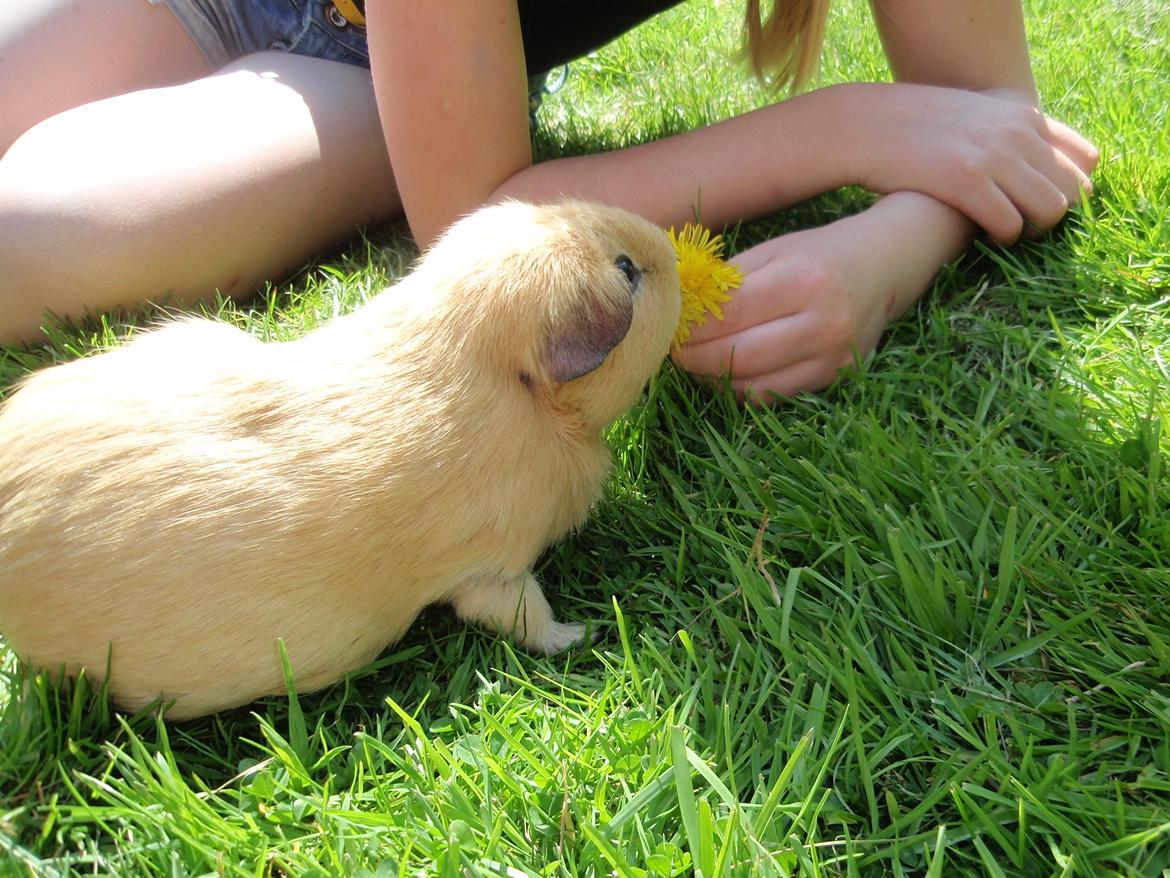 Sol sommer og godt græs <3 billede 14