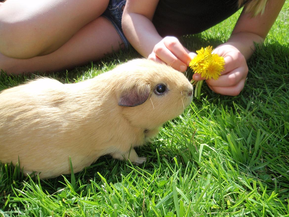 Sol sommer og godt græs <3 billede 15