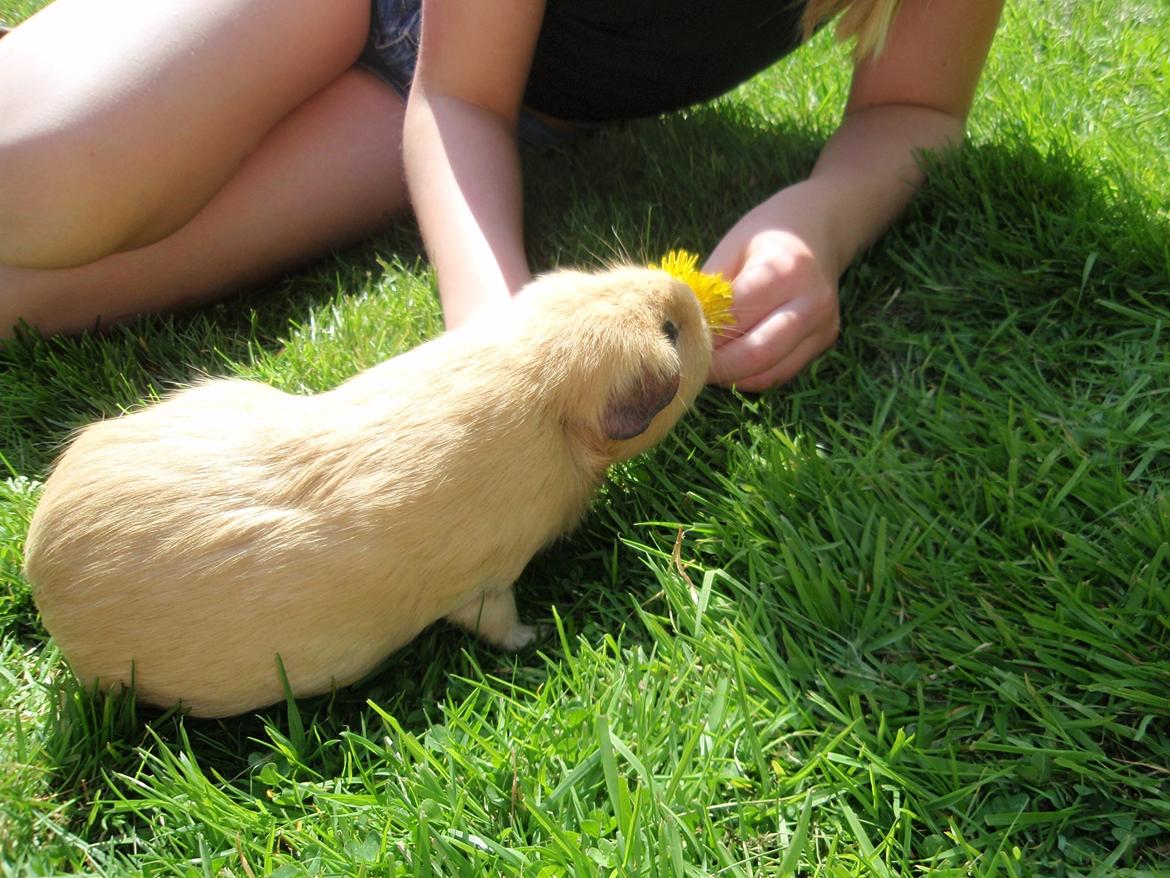 Sol sommer og godt græs <3 billede 16