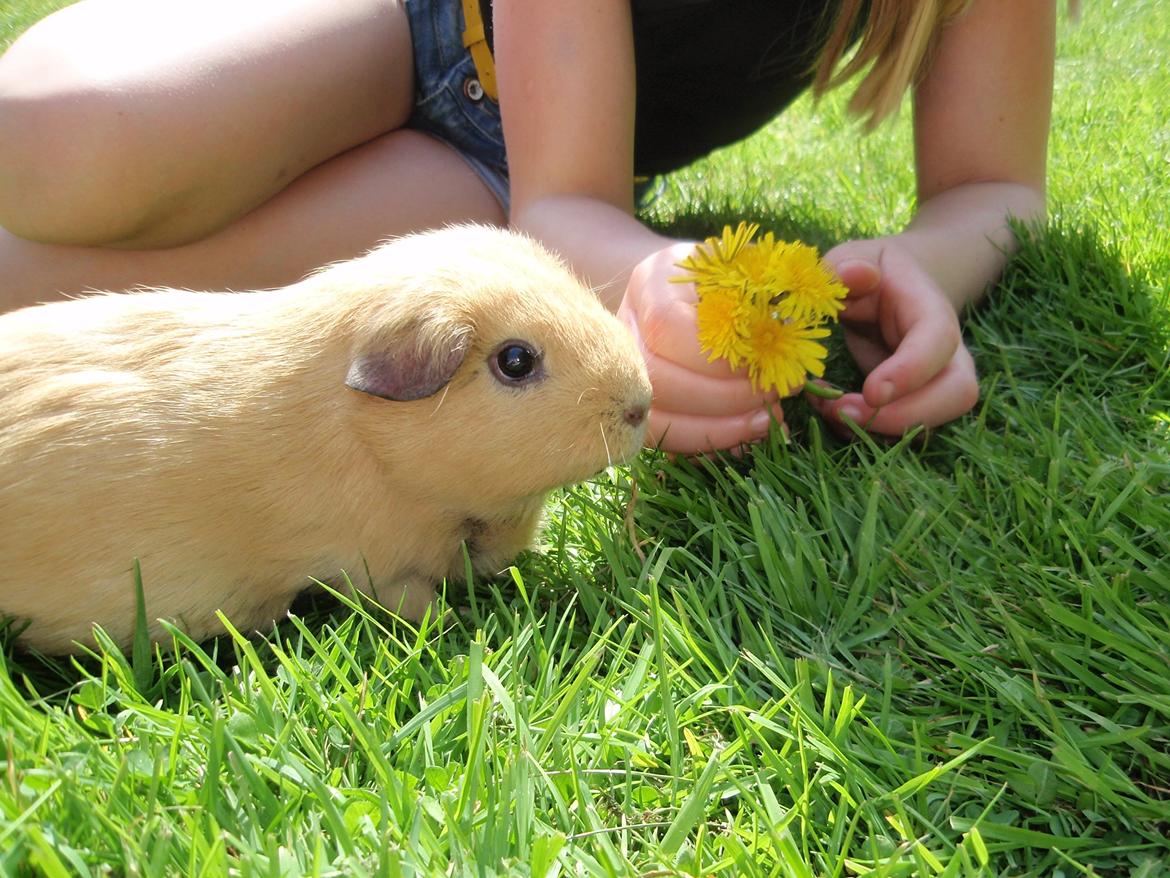 Sol sommer og godt græs <3 billede 17