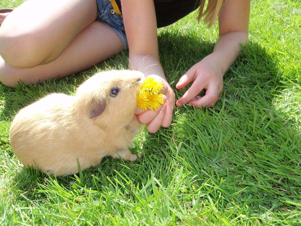 Sol sommer og godt græs <3 billede 18