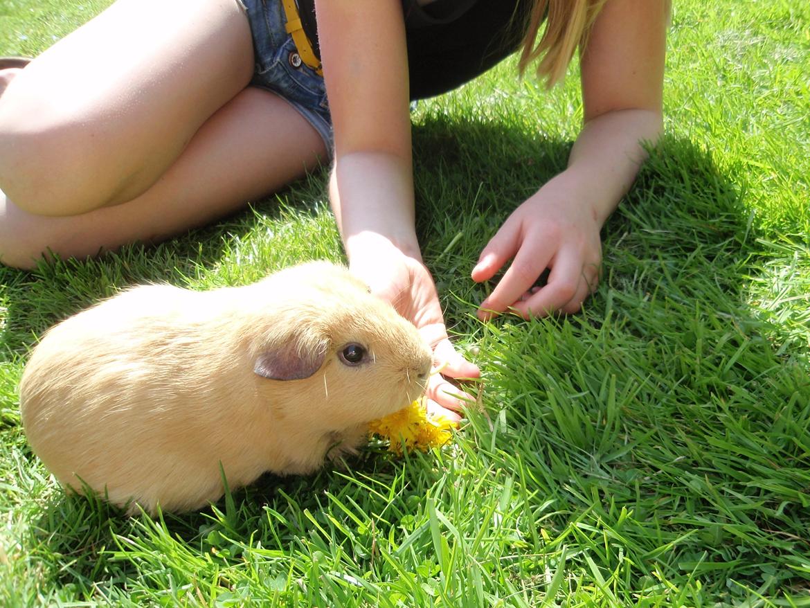 Sol sommer og godt græs <3 billede 19