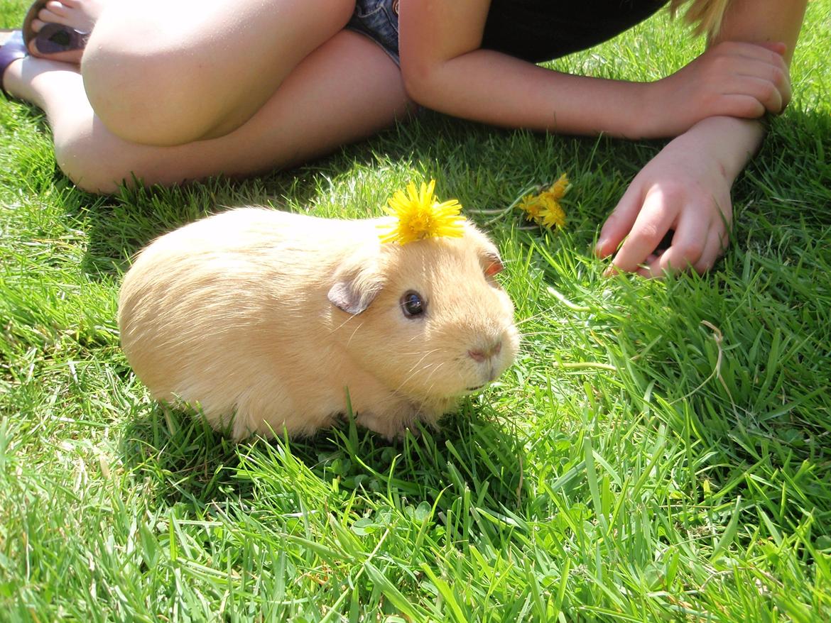 Sol sommer og godt græs <3 billede 20