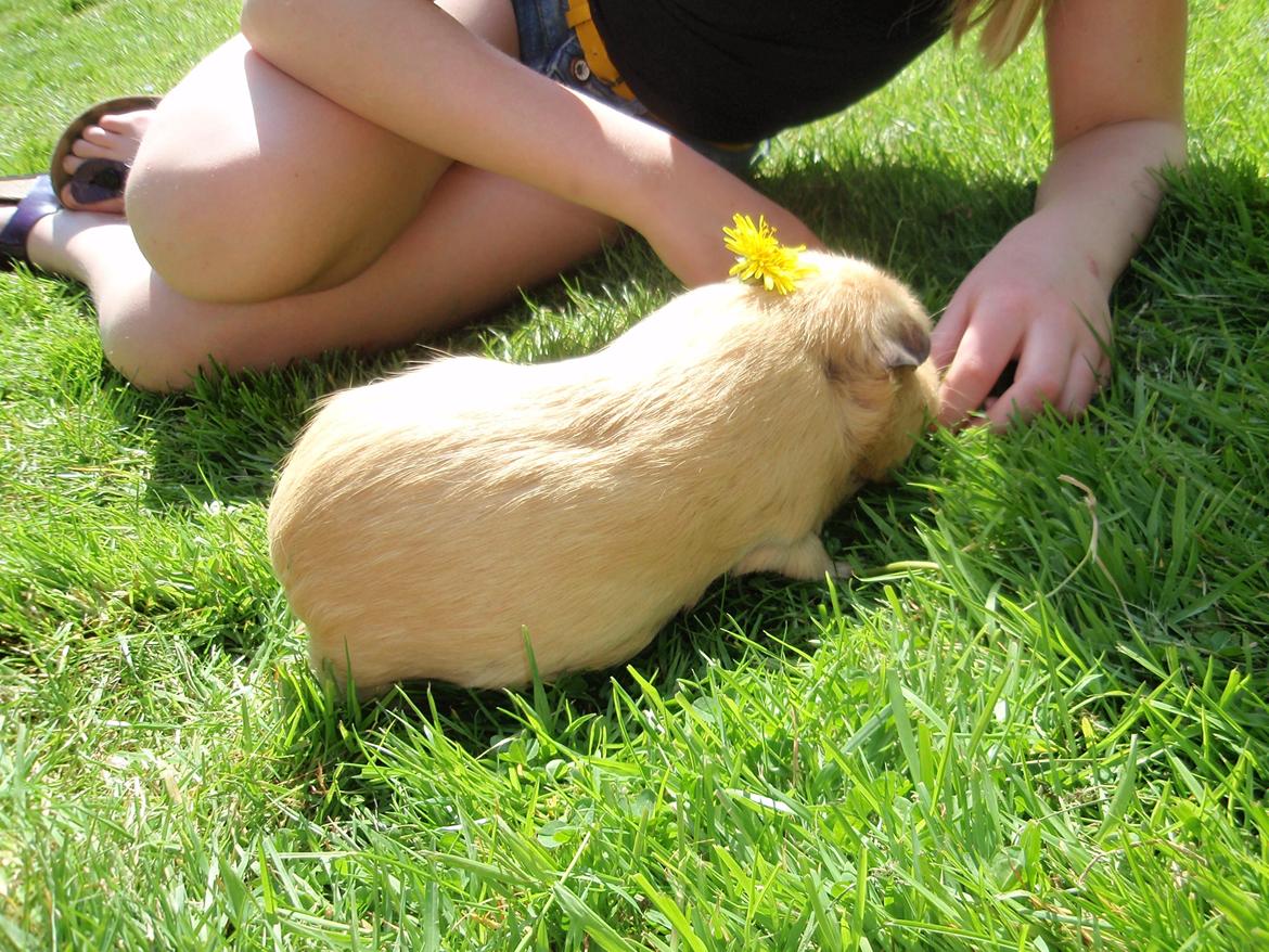 Sol sommer og godt græs <3 billede 21