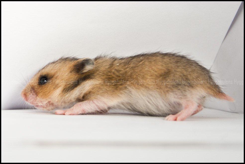 Hamster C-Kuld billede 5