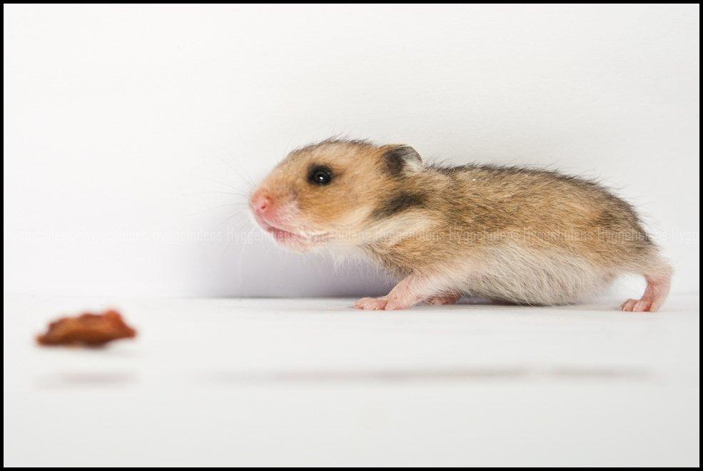 Hamster C-Kuld billede 6