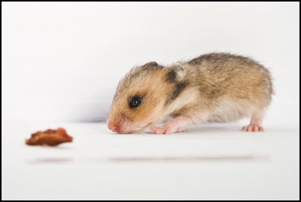 Hamster C-Kuld billede 7