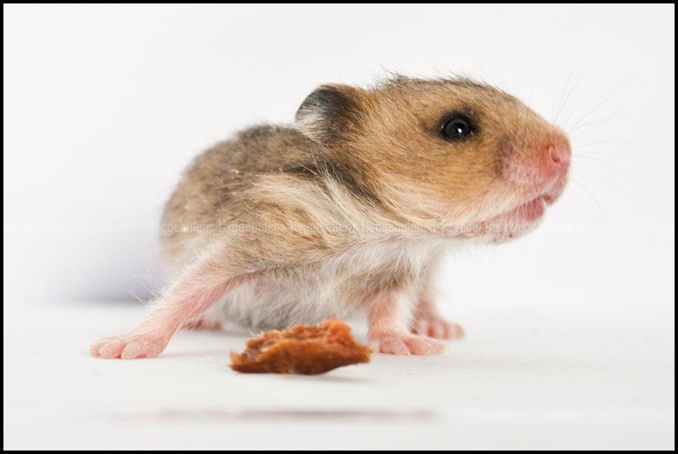 Hamster C-Kuld billede 8