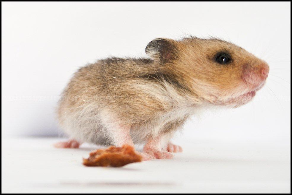 Hamster C-Kuld billede 9