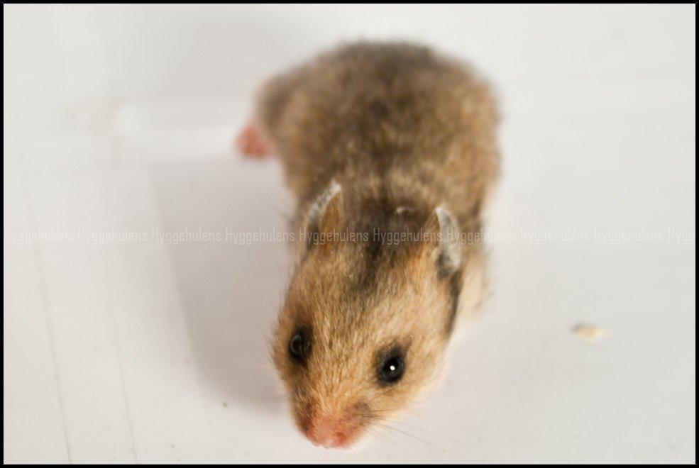 Hamster C-Kuld billede 10