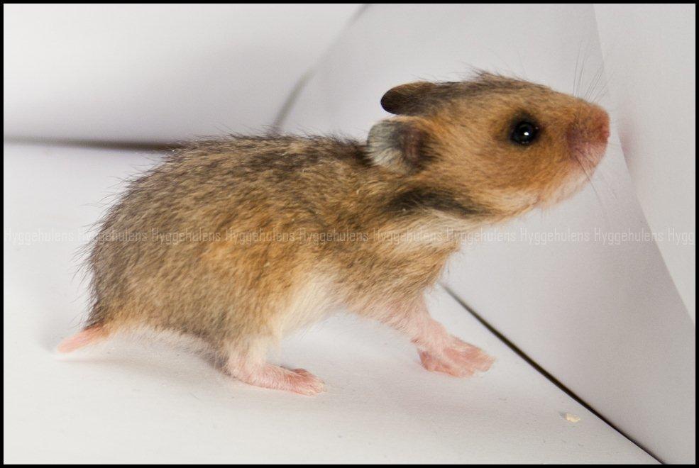 Hamster C-Kuld billede 11