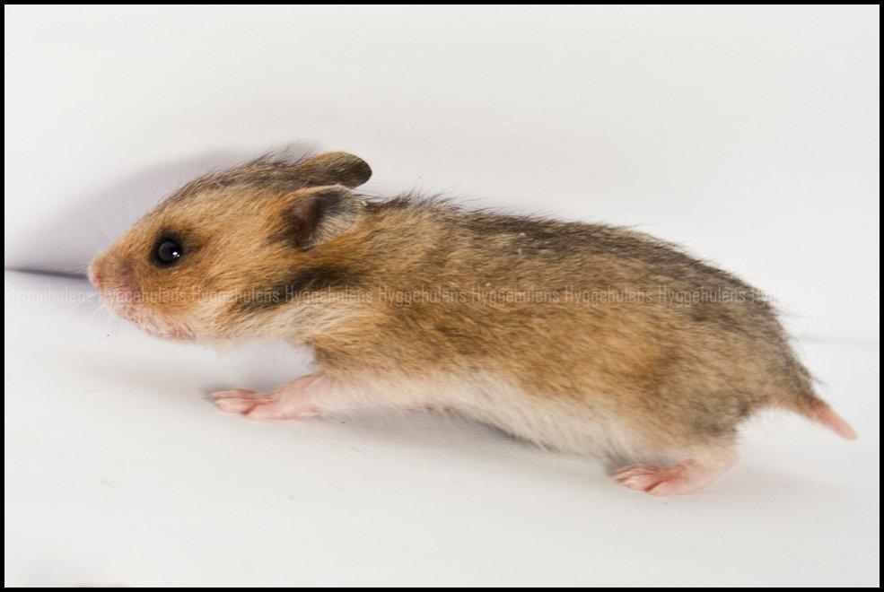 Hamster C-Kuld billede 12