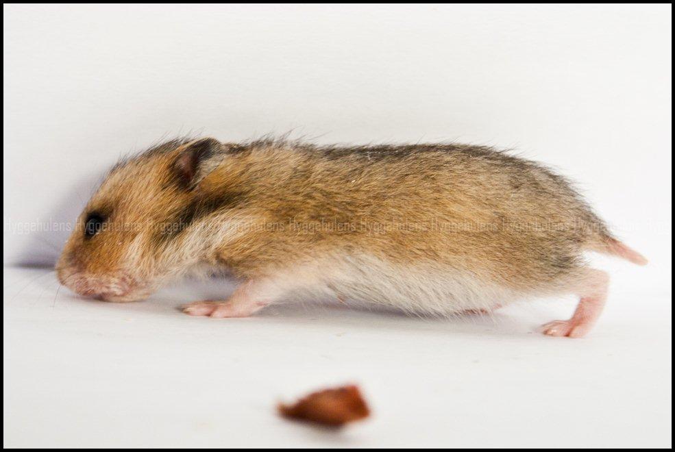 Hamster C-Kuld billede 13