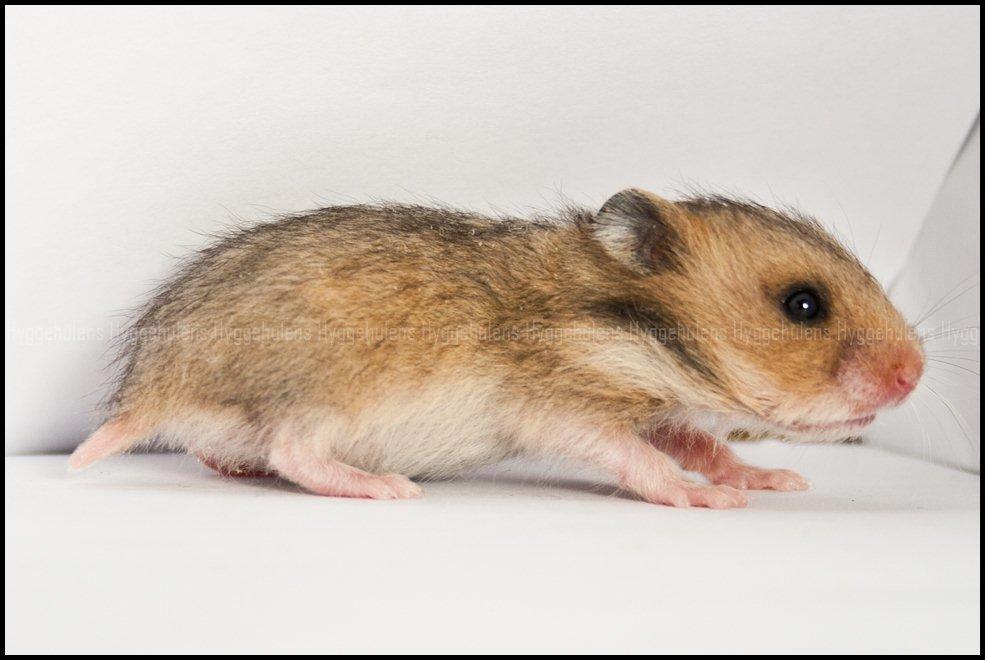 Hamster C-Kuld billede 14