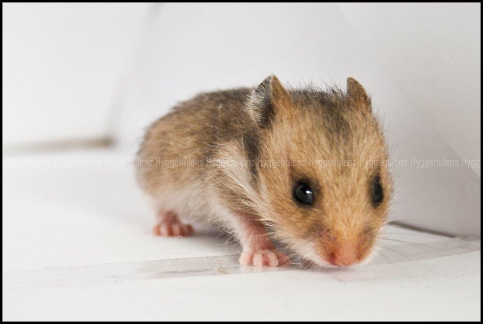 Hamster C-Kuld billede 15