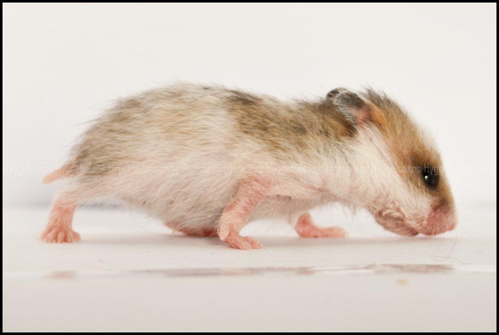 Hamster C-Kuld billede 16