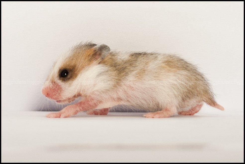 Hamster C-Kuld billede 17
