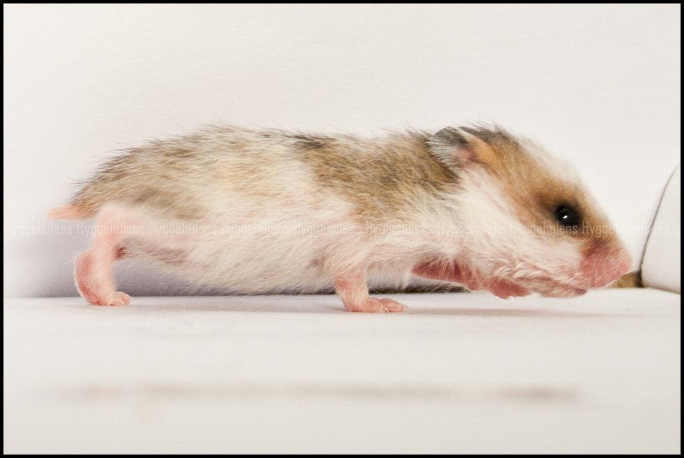 Hamster C-Kuld billede 18